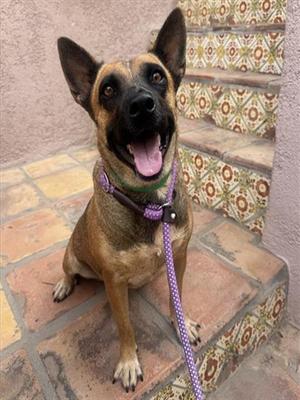 DIAMOND, German Shepherd Dog and Australian Cattle Dog, adult, available for adoption