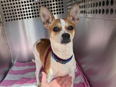 CORNPOP, Chihuahua - Smooth Coated Mix, adult, available for adoption