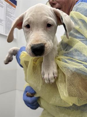 A white puppy with floppy ears being held by a person wearing blue gloves and a yellow surgical gown.