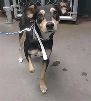 A black and tan dog with floppy ears and a white patch on its chest, wearing a blue leash and a white harness, standing on a concrete floor.