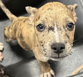 LIPS, American Pit Bull Terrier Mix, puppy, available for adoption