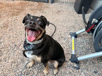 BABY GIRL, Chihuahua - Smooth Coated, senior, available for adoption