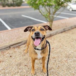 A happy brown and white dog with floppy ears and a black collar, standing on a gravel surface with a parking lot in the background.