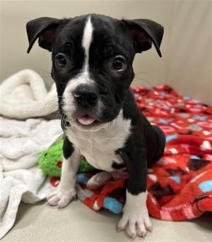 GUINESS, American Pit Bull Terrier, puppy, available for adoption