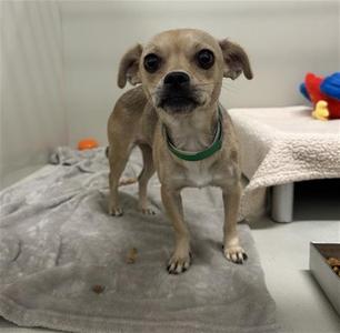 a small dog standing on a blanket with a green collar