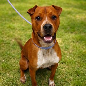 Eddie, Boxer, adult, available for adoption