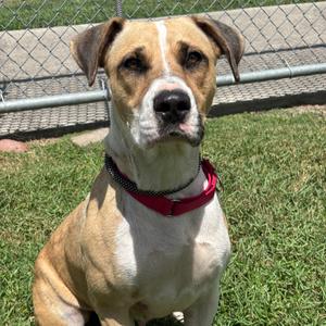 Bello, Mixed Breed (Medium), adult, available for adoption