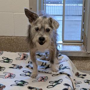 Carl, Mixed Breed (Small), senior, available for adoption