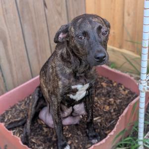 Button, Catahoula Leopard Dog, adult, available for adoption