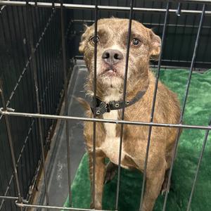 Daisy, Terrier, adult, available for adoption