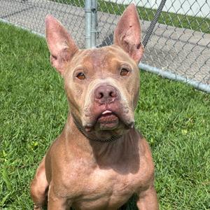 Carmello, Terrier, American Pit Bull, adult, available for adoption