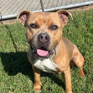 Cheese, Mixed Breed (Medium), adult, available for adoption