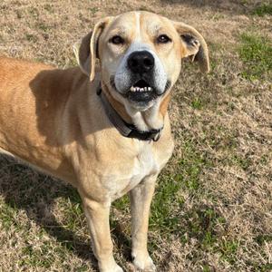 Beige, Mixed Breed (Medium), senior, available for adoption