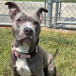 Chex Mix, Terrier, American Pit Bull, adult, available for adoption