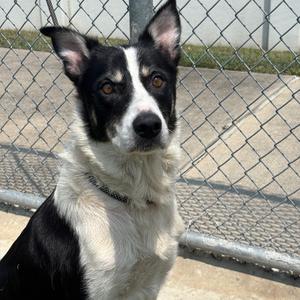 Carpathian, Shepherd, senior, available for adoption