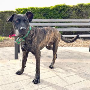 Babylon, Mixed Breed (Large), adult, available for adoption