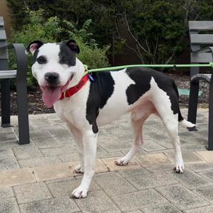 Darkwing, Terrier, Pit Bull, adult, available for adoption