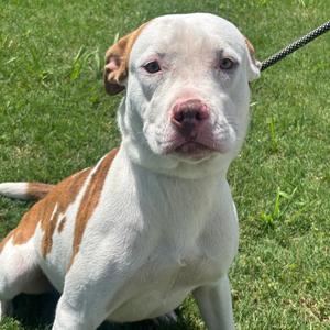 Frank, Terrier, American Pit Bull, adult, available for adoption