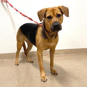 Grimwar, Mixed Breed (Large), adult, available for adoption