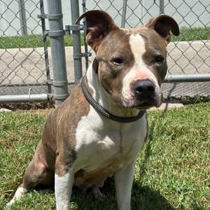 Huntress, Terrier, Pit Bull, adult, available for adoption