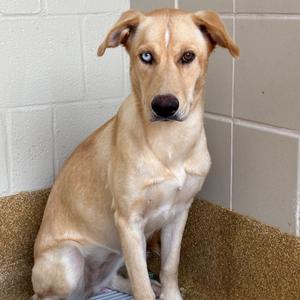 Callie, Retriever, Labrador, adult, available for adoption