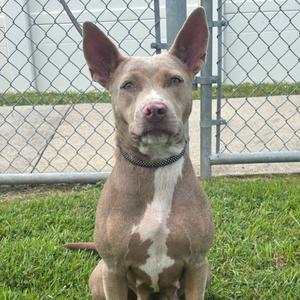 Irene Adler, Retriever, Labrador, adult, available for adoption