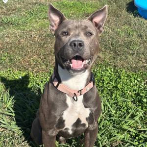 Asher, Terrier, Pit Bull, adult, available for adoption