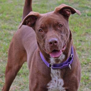 Godiva, Retriever, Chocolate Labrador, senior, available for adoption
