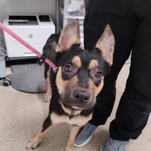 Astro, Shepherd, German, adult, available for adoption