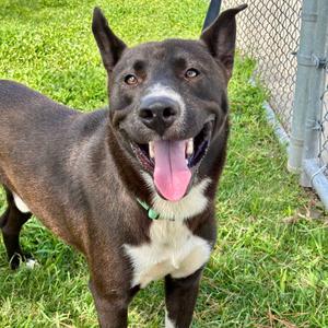 Bernie, Akita, adult, available for adoption