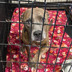 Duke, Terrier, Pit Bull, adult, available for adoption