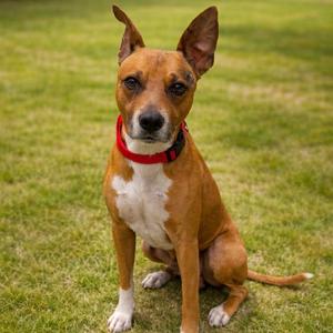 Hugs, Mixed Breed (Large), adult, available for adoption