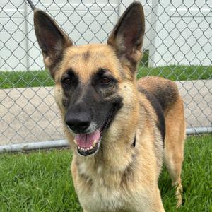 Freida, Shepherd, German, senior, available for adoption