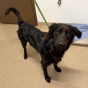 Barron, Retriever, Flat-Coated, adult, available for adoption