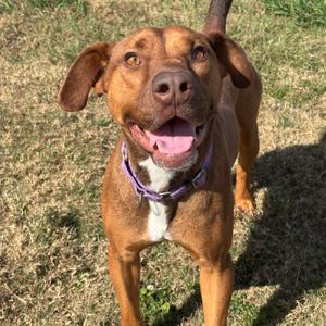 Cream Cheese, Terrier, American Pit Bull, adult, available for adoption