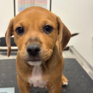 Denim (DK BLU), Catahoula Leopard Dog, puppy, available for adoption
