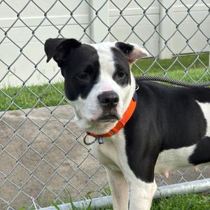 England, Terrier, Staffordshire Bull, adult, available for adoption