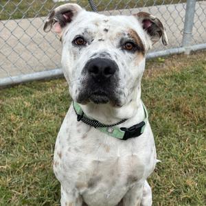 Ferdinan, Catahoula Leopard Dog, adult, available for adoption