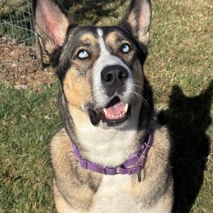 Esko, Akita, adult, available for adoption