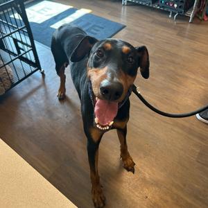 Constantine, Pinscher, Doberman, adult, available for adoption