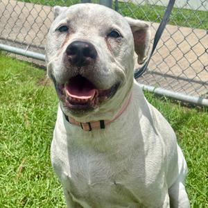Hulk, Terrier, American Pit Bull, senior, available for adoption