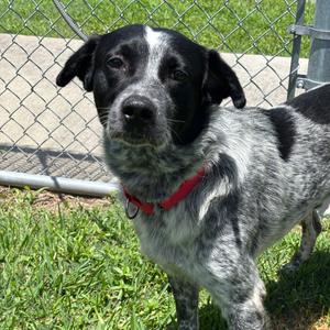 Gomez, Cattle Dog, Australian (Blue Heeler), senior, available for adoption