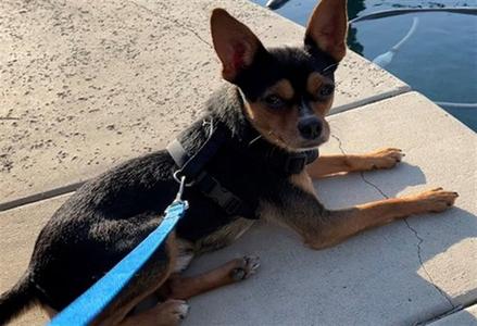 JERRY, Chihuahua, young, available for adoption