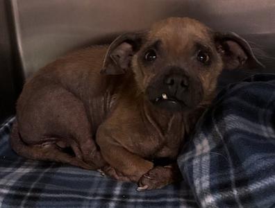 A small brown puppy with large ears and a black nose, lying on a blue plaid blanket.