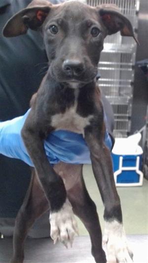 DONNY, Pit Bull Terrier, puppy, available for adoption