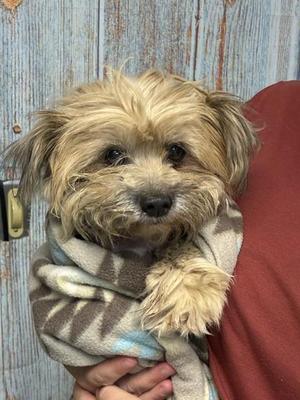 FELICIA, Yorkshire Terrier Yorkie, adult, available for adoption