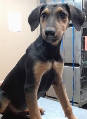 DUTCHIES, Doberman Pinscher, puppy, available for adoption