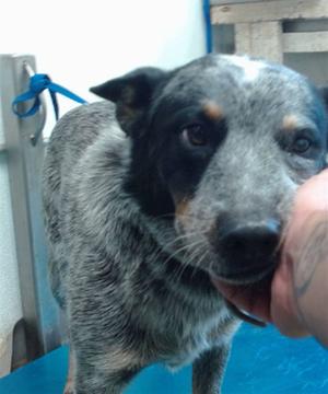 FELLOW, Australian Cattle Dog/Blue Heeler, young, available for adoption