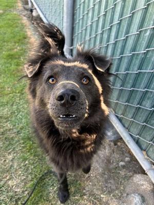 A black dog with a brown patch on its face looking up at the camera.