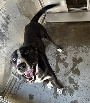 DREW, Australian Shepherd, adult, available for adoption